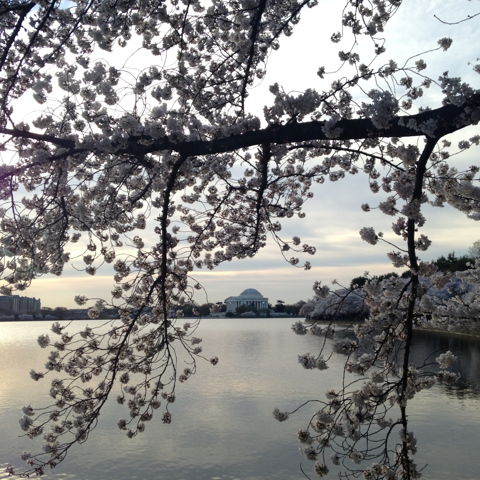 Cherry Blossoms in DC